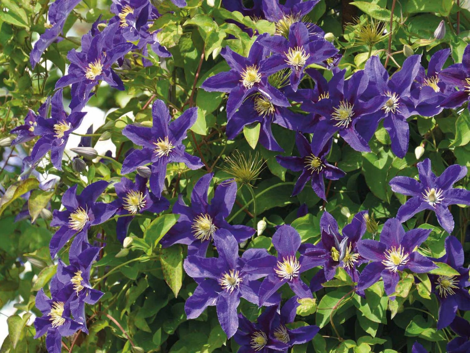 Waldrebe 'Neonka' - Clematis 'Neonka'