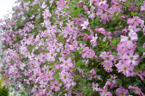 Waldrebe 'Oberek' - Clematis viticella 'Oberek'