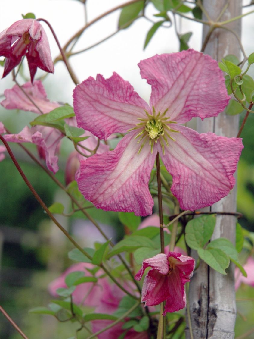 Waldrebe 'Oberek' - Clematis viticella 'Oberek'