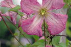 Waldrebe 'Oberek' - Clematis viticella 'Oberek'