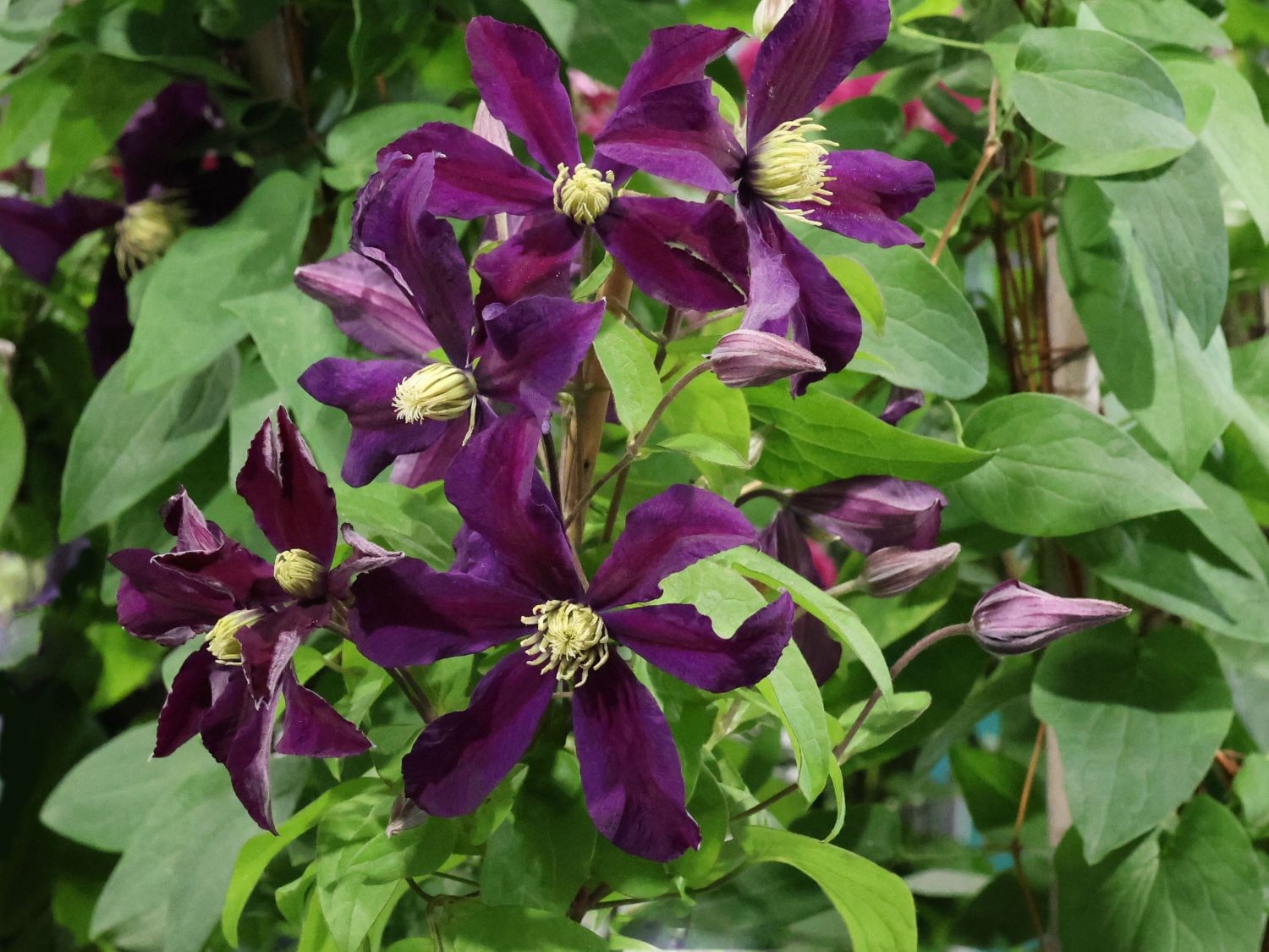 Waldrebe 'Once More'