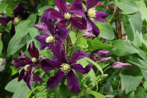Waldrebe 'Once More' - Clematis 'Once More'