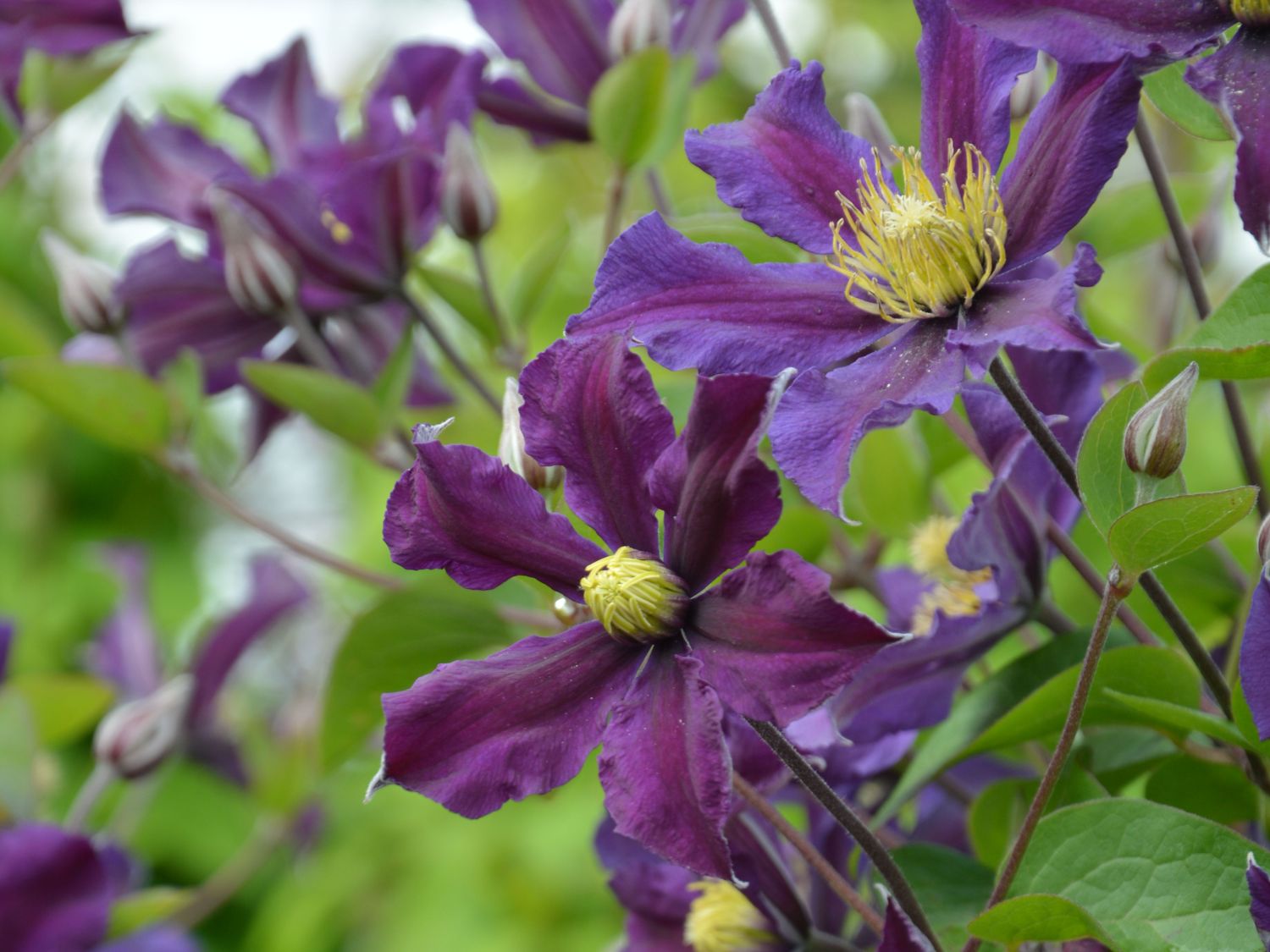 Waldrebe 'Once More' - Clematis 'Once More'