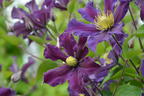 Waldrebe 'Once More' - Clematis 'Once More'