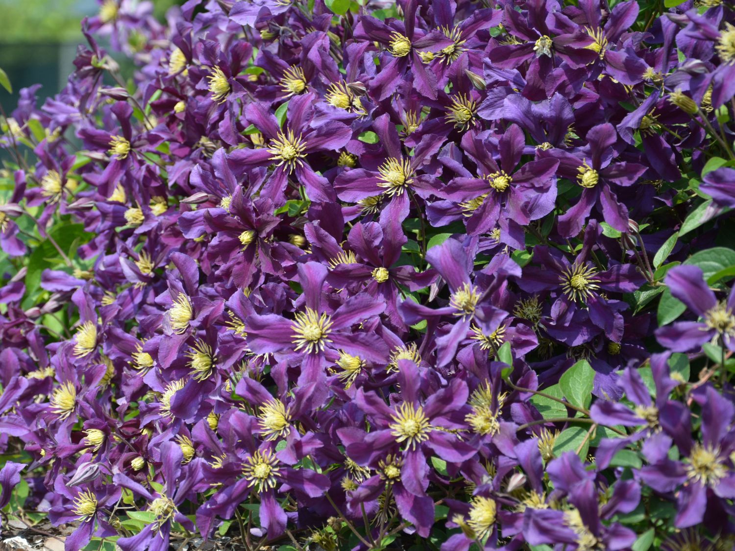 Waldrebe 'Once More' - Clematis 'Once More'