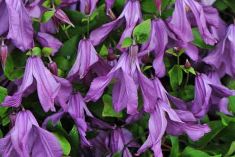 Waldrebe 'Pamiat Serdtsa' - Clematis 'Pamiat Serdtsa'