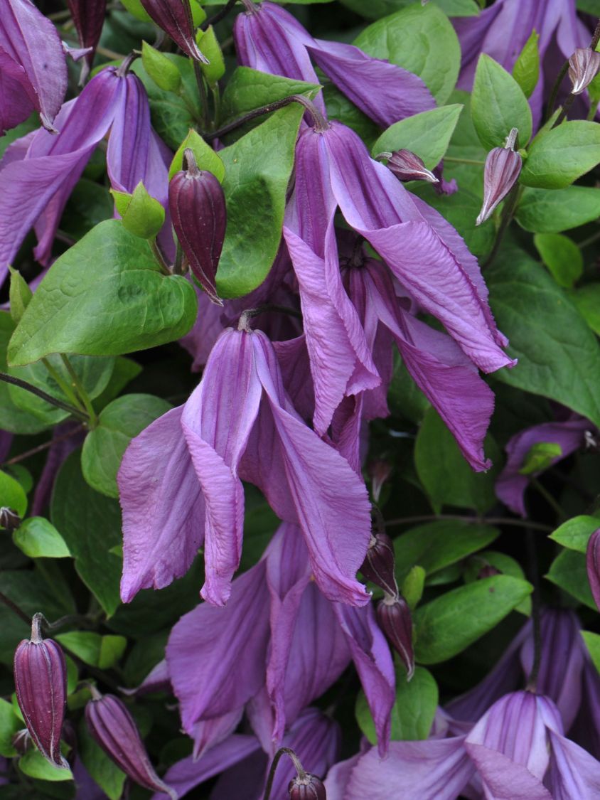 Waldrebe 'Pamiat Serdtsa' - Clematis 'Pamiat Serdtsa'