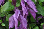 Waldrebe 'Pamiat Serdtsa' - Clematis 'Pamiat Serdtsa'