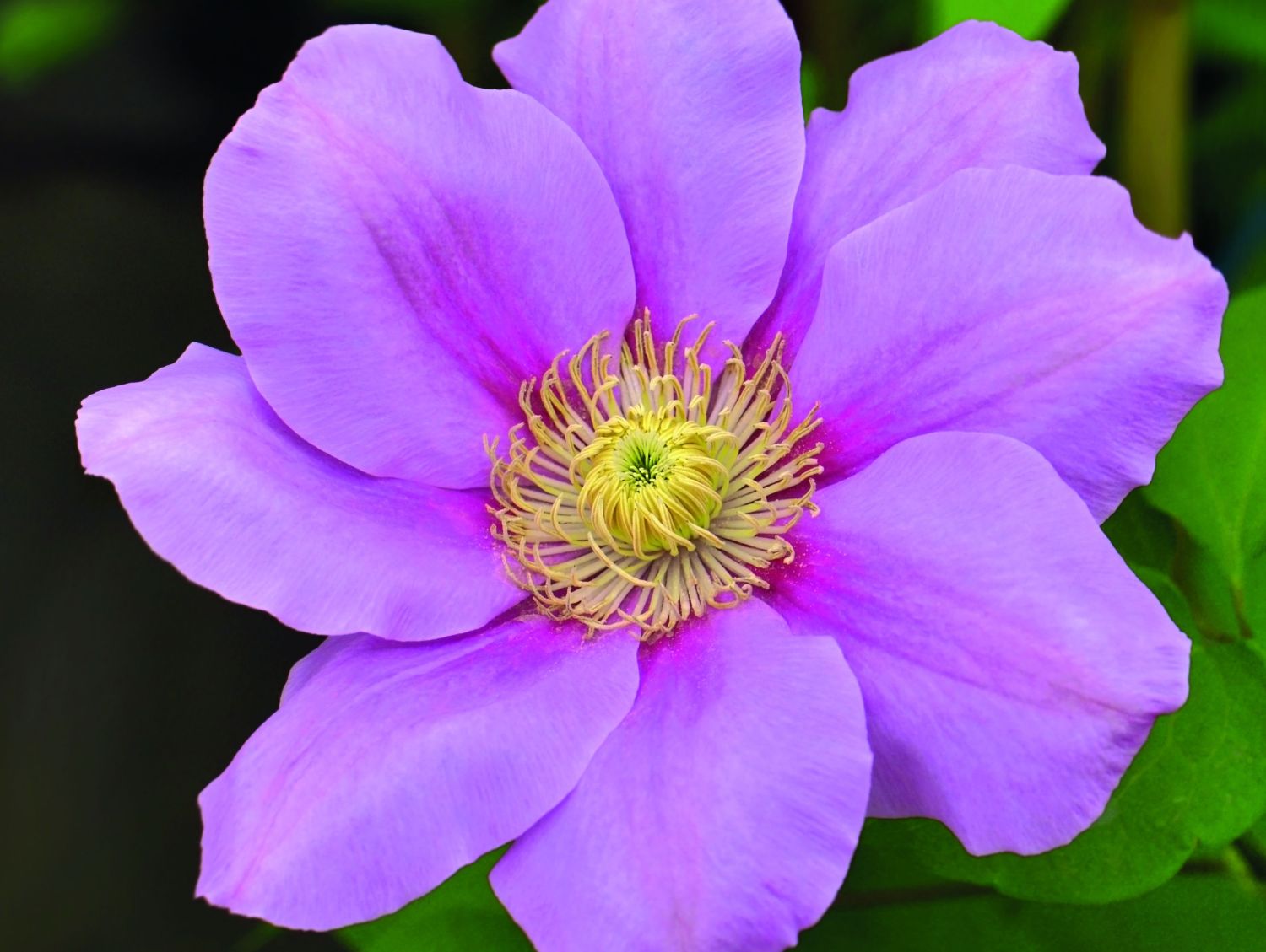 Waldrebe 'Pink Beauty'