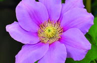 Waldrebe 'Pink Beauty'
