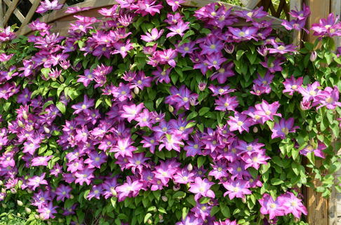 Waldrebe 'Pink Champagne' - Clematis 'Pink Champagne'