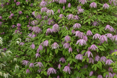 Waldrebe 'Pink Dream' - Clematis 'Pink Dream'
