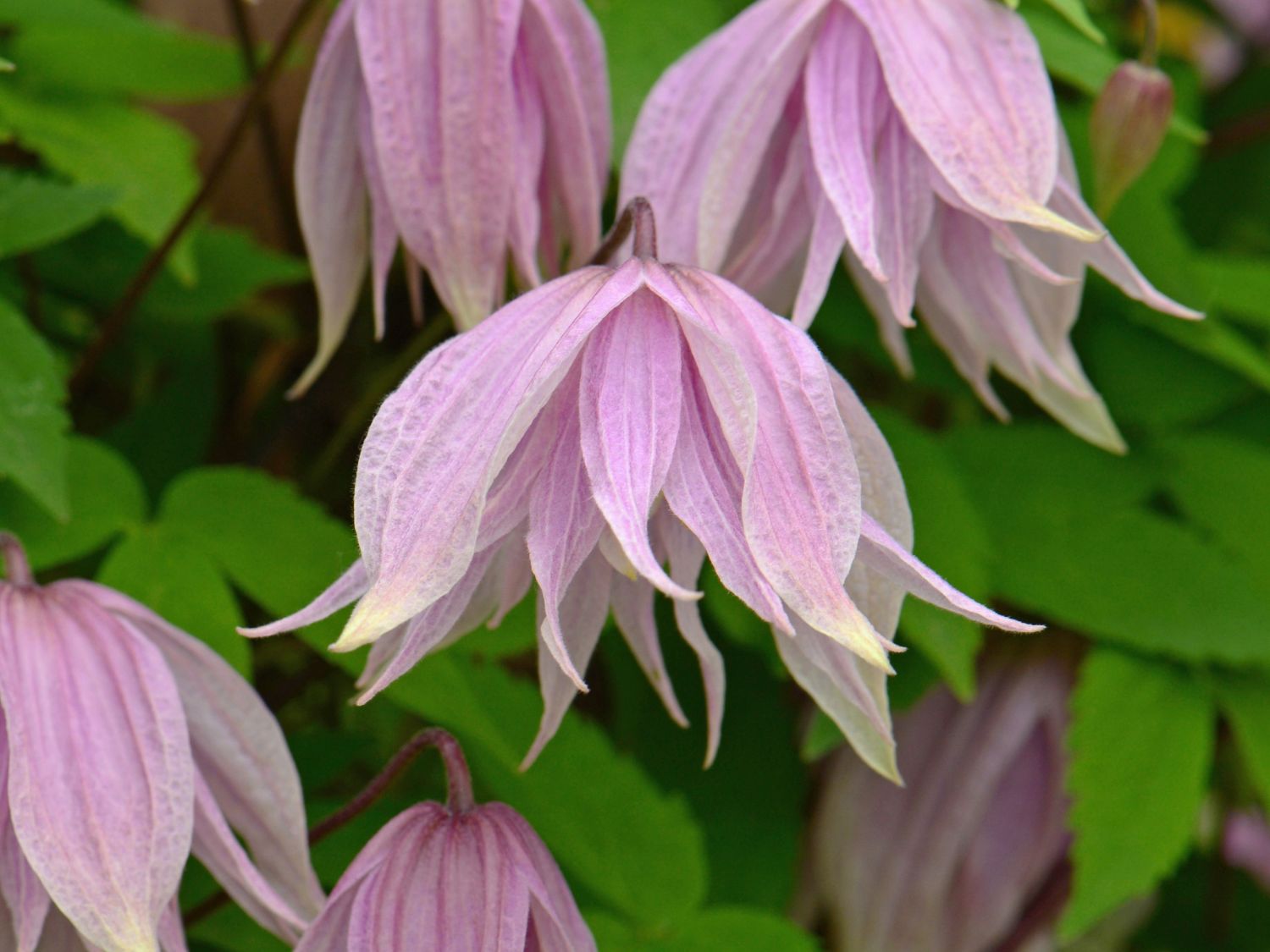 Waldrebe 'Pink Dream' - Clematis 'Pink Dream'