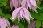 Waldrebe 'Pink Dream' - Clematis 'Pink Dream'