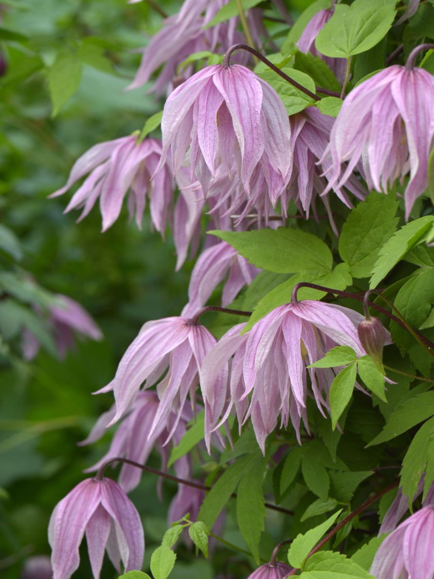 Waldrebe 'Pink Dream' - Clematis 'Pink Dream'