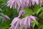 Waldrebe 'Pink Dream' - Clematis 'Pink Dream'