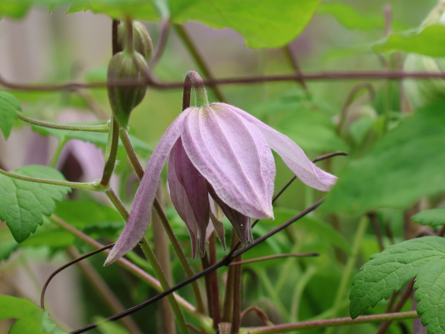 Waldrebe 'Pink Dream' - Clematis 'Pink Dream'