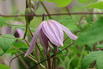 Waldrebe 'Pink Dream' - Clematis 'Pink Dream'