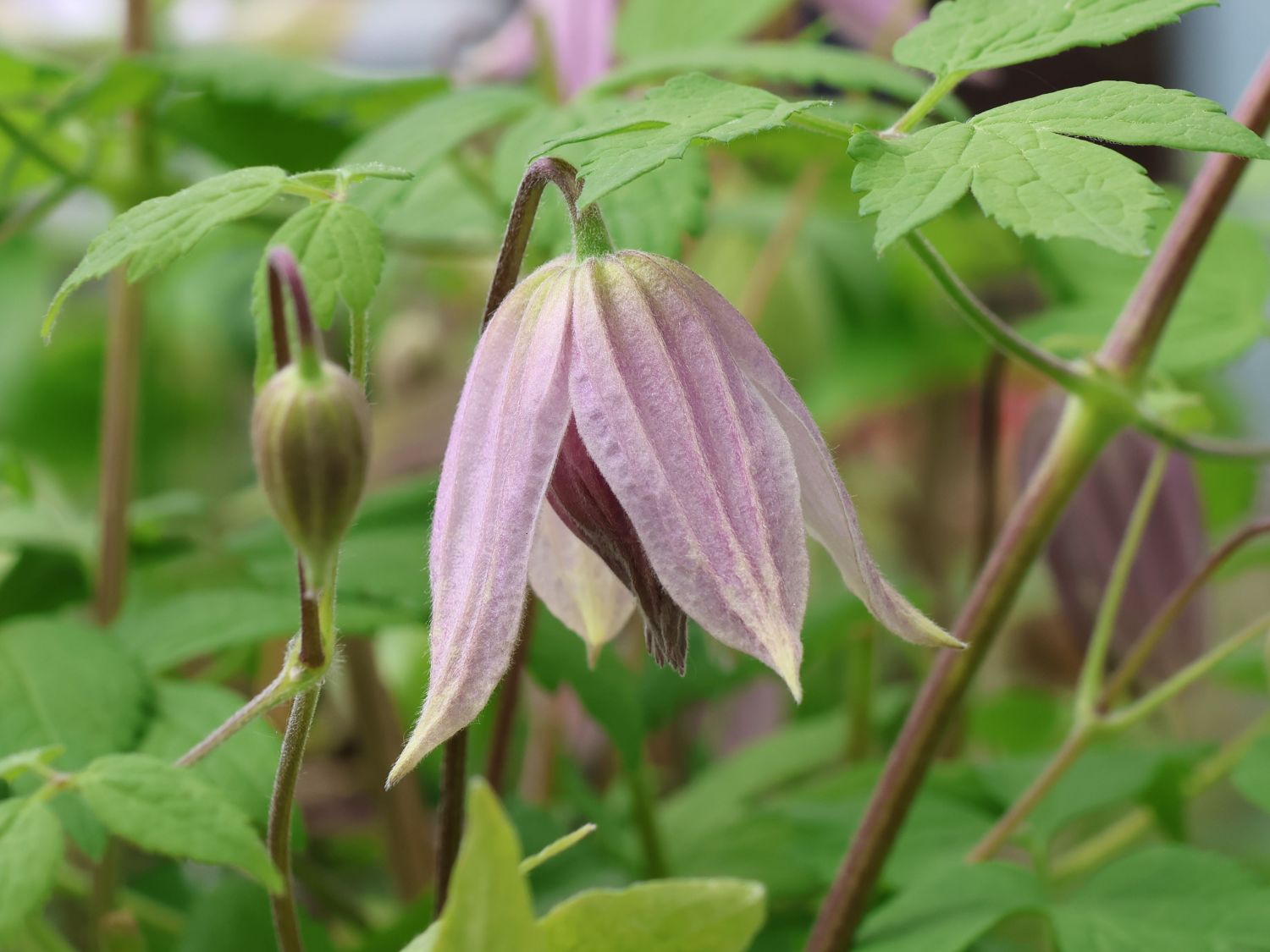 Waldrebe 'Pink Dream' - Clematis 'Pink Dream'