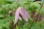 Waldrebe 'Pink Dream' - Clematis 'Pink Dream'