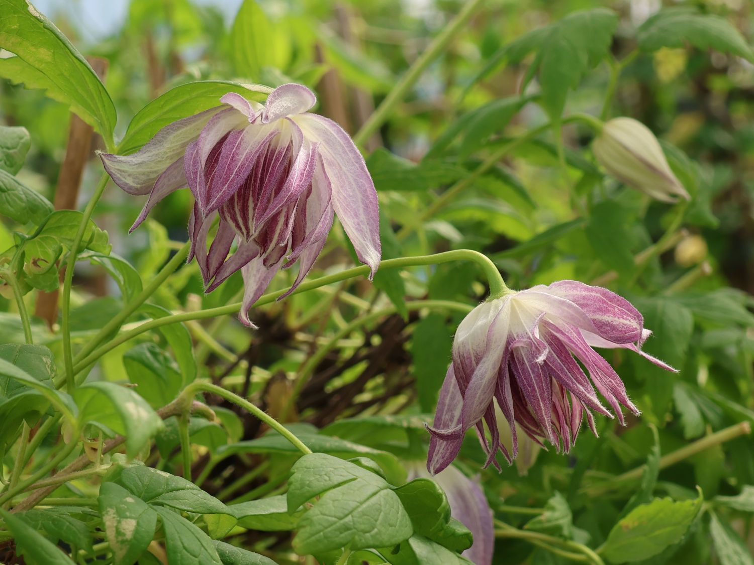 Waldrebe 'Pink Surprise'