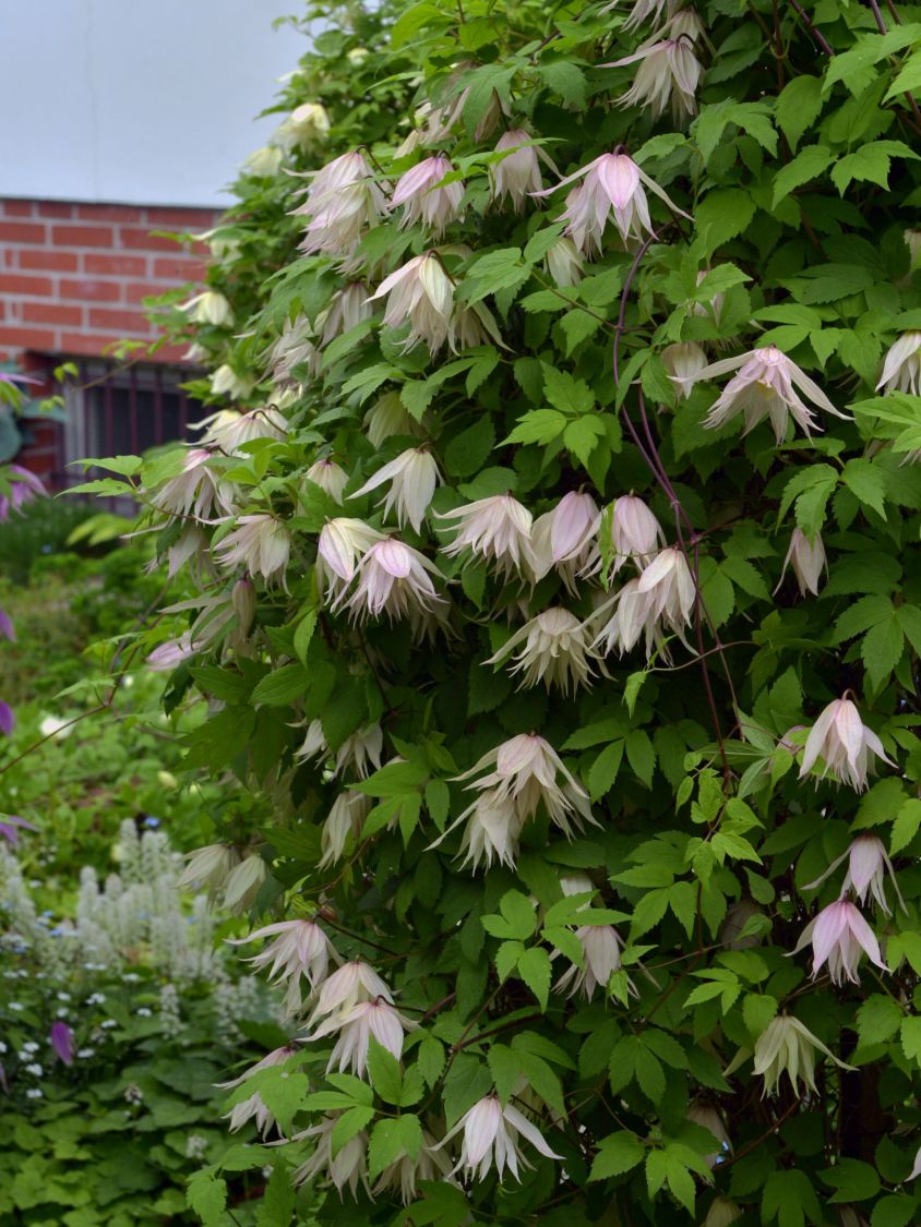 Waldrebe 'Pink Swing' - Clematis 'Pink Swing'