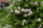 Waldrebe 'Pink Swing' - Clematis 'Pink Swing'