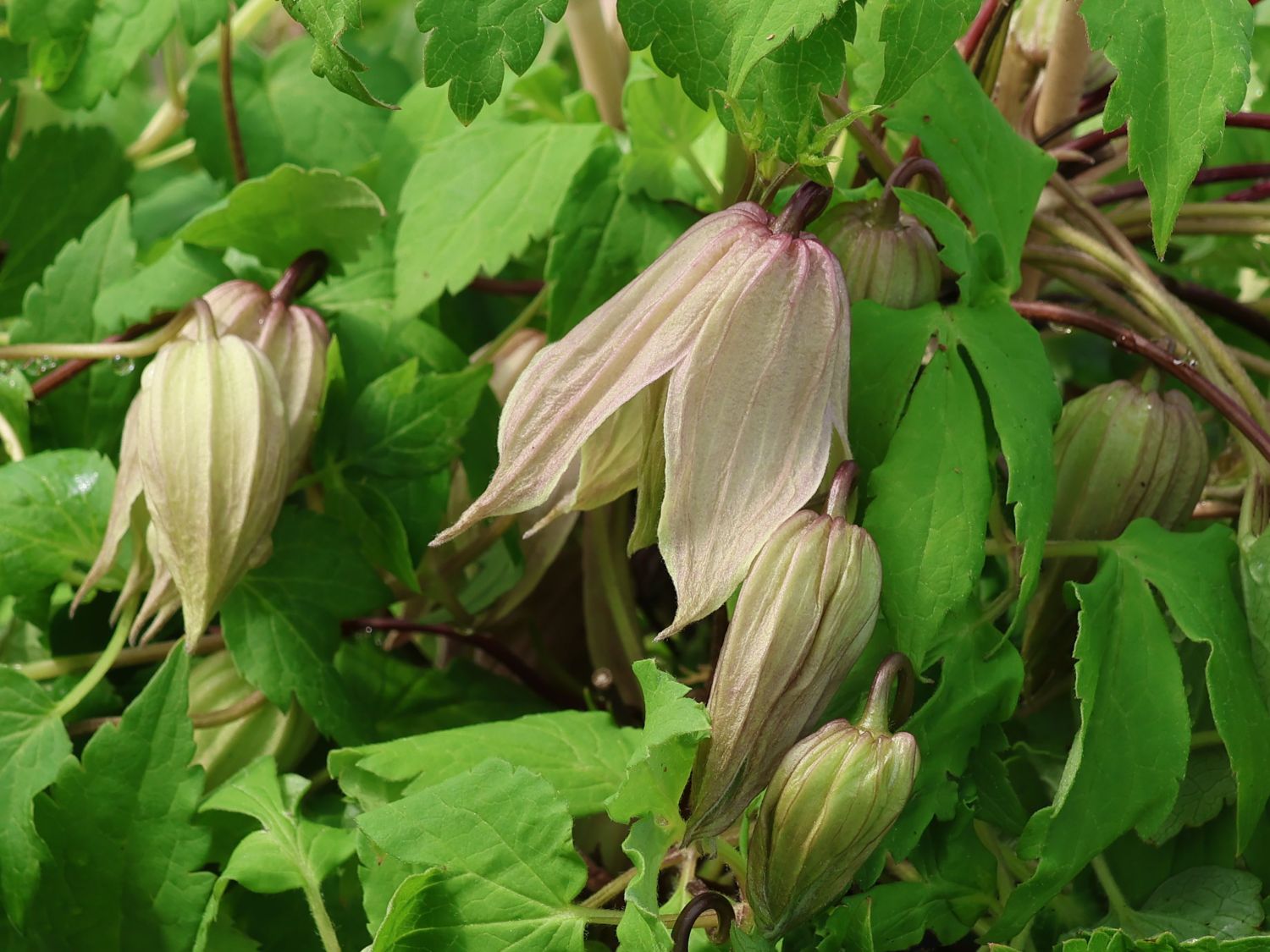 Waldrebe 'Pink Swing' - Clematis 'Pink Swing'