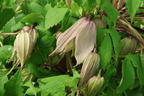 Waldrebe 'Pink Swing' - Clematis 'Pink Swing'