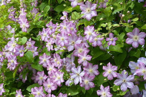 Waldrebe 'Polka' - Clematis 'Polka'
