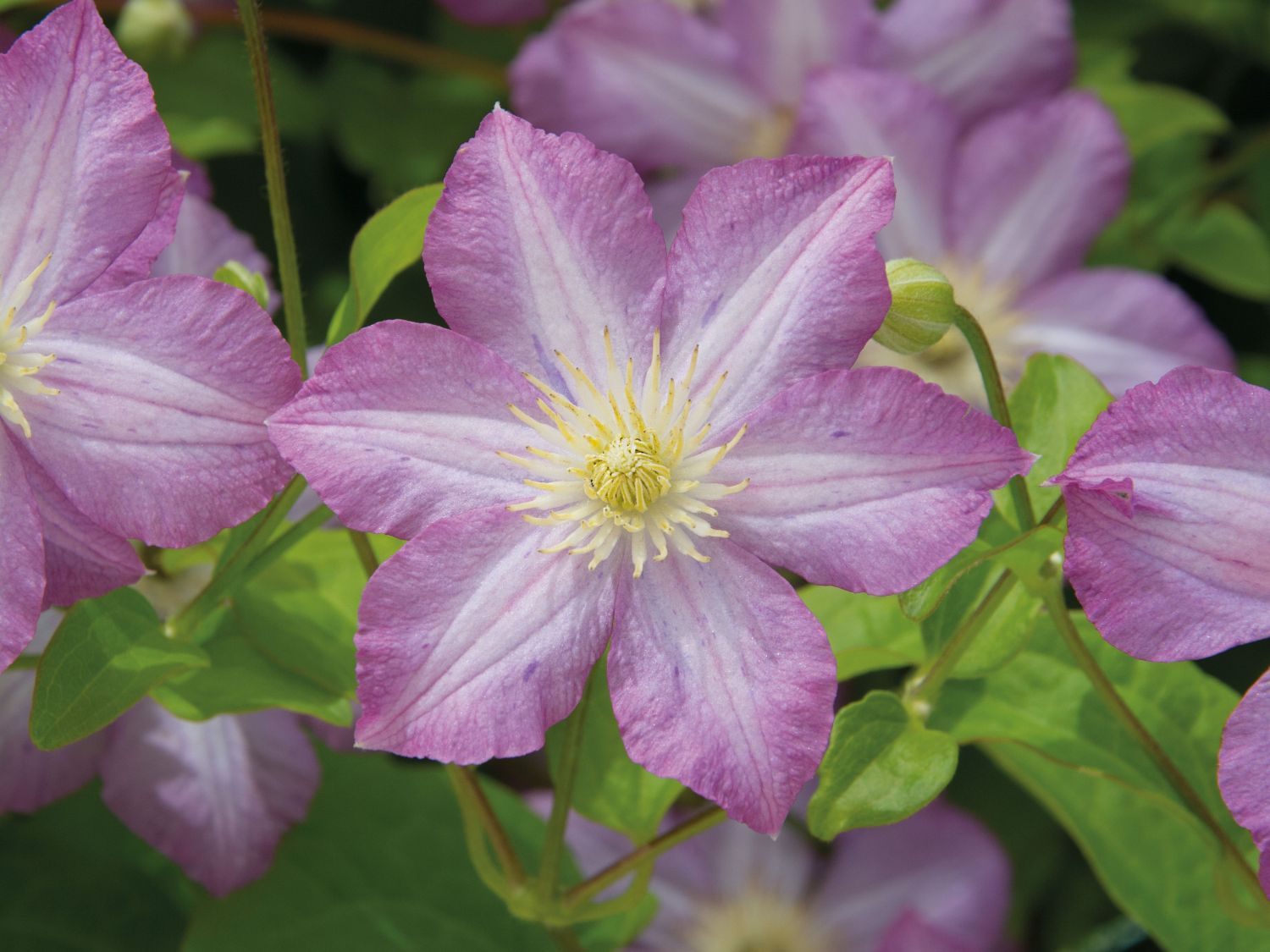 Waldrebe 'Polka' - Clematis 'Polka'
