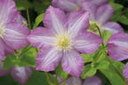 Waldrebe 'Polka' - Clematis 'Polka'