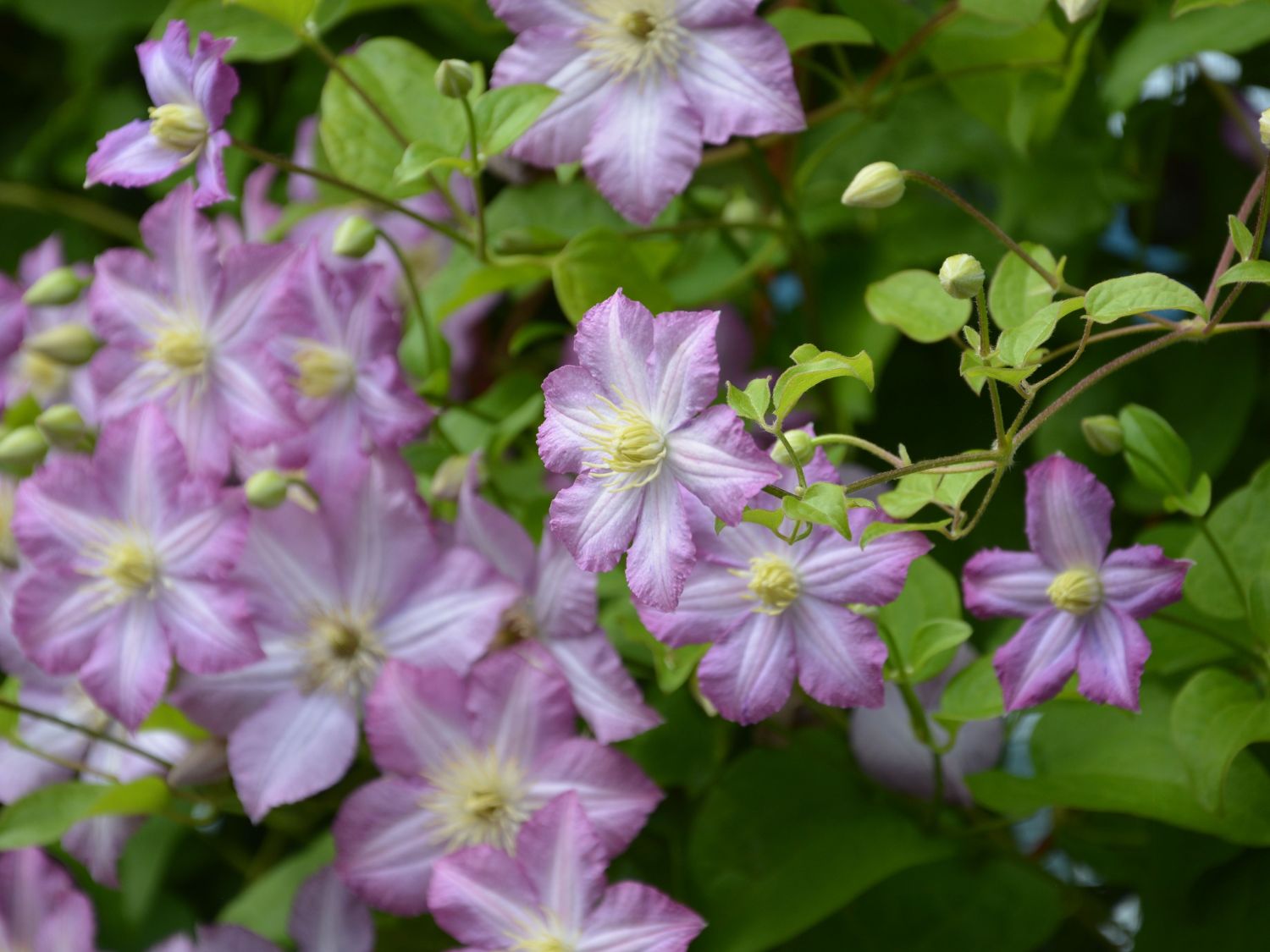Waldrebe 'Polka' - Clematis 'Polka'
