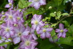 Waldrebe 'Polka' - Clematis 'Polka'