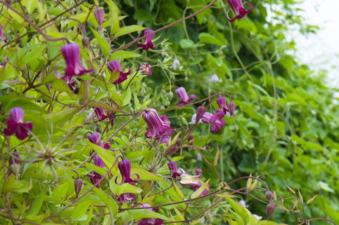 Waldrebe 'Princess Red' - Clematis 'Princess Red'