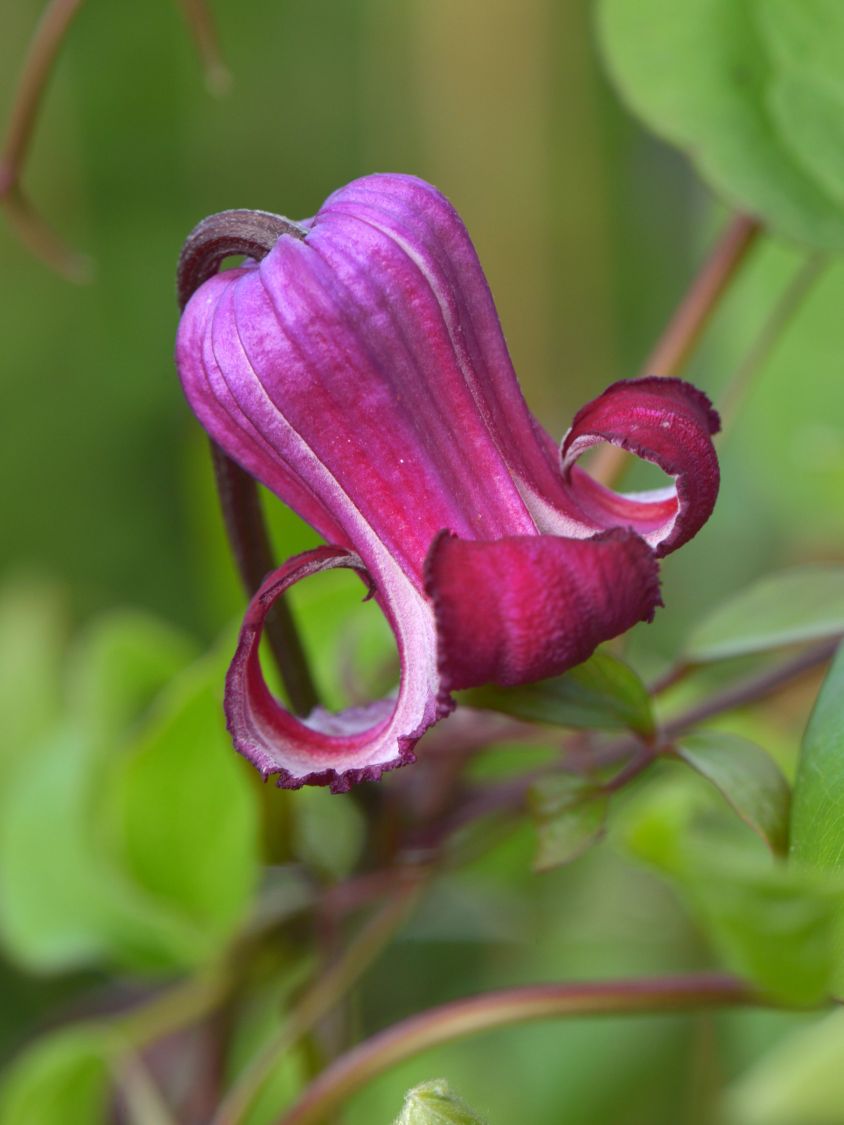 Waldrebe 'Princess Red' - Clematis 'Princess Red'