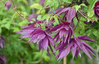 Waldrebe 'Purple Surprise'