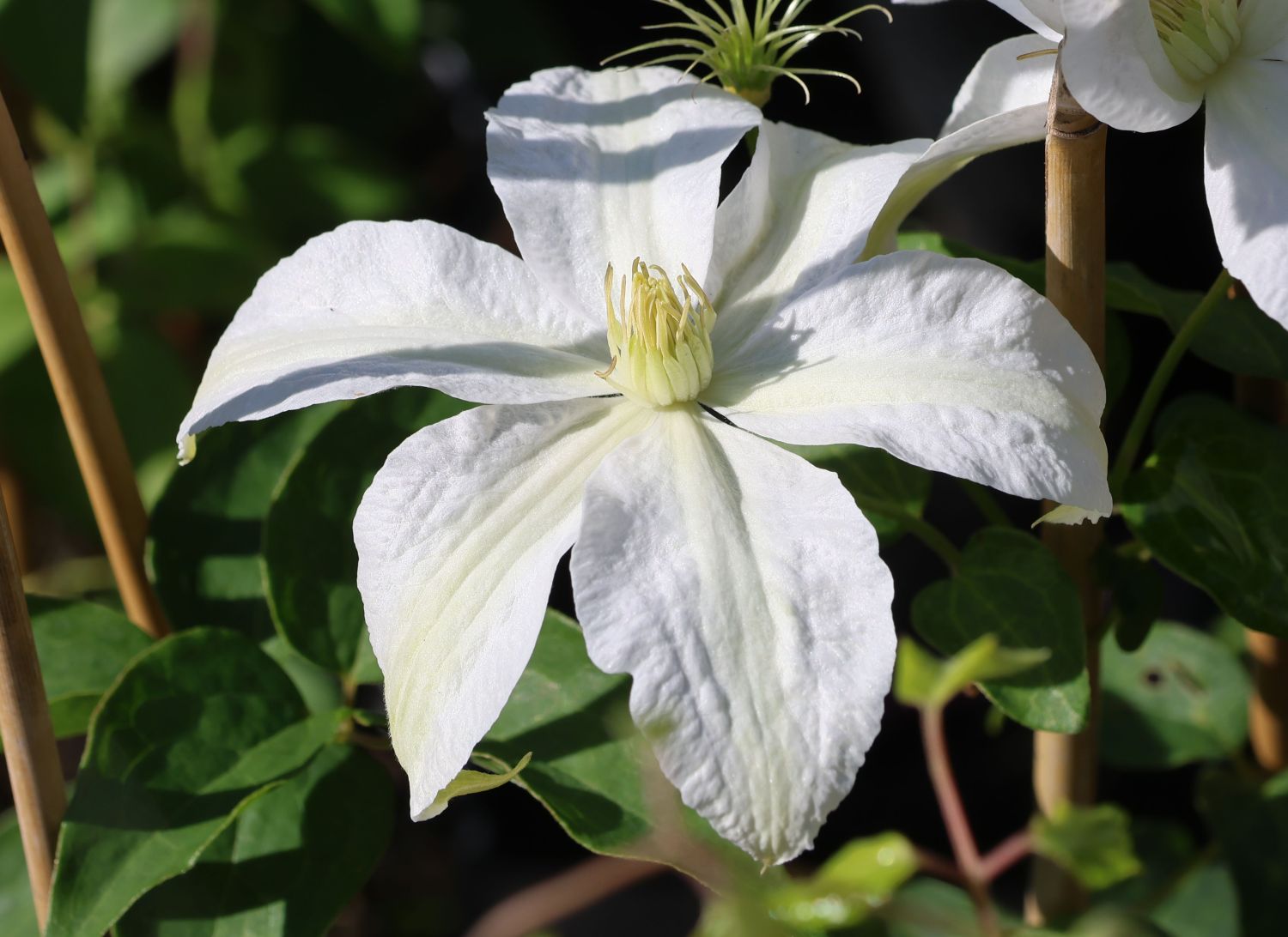 Waldrebe 'Roko Kolla'