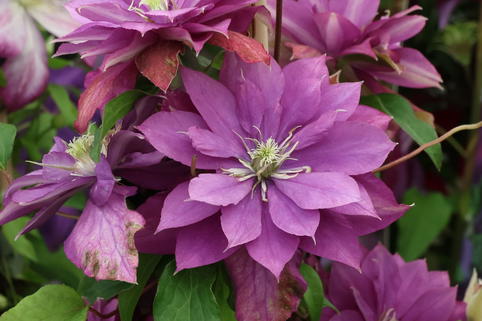 Waldrebe 'Rollercoaster' - Clematis 'Rollercoaster'