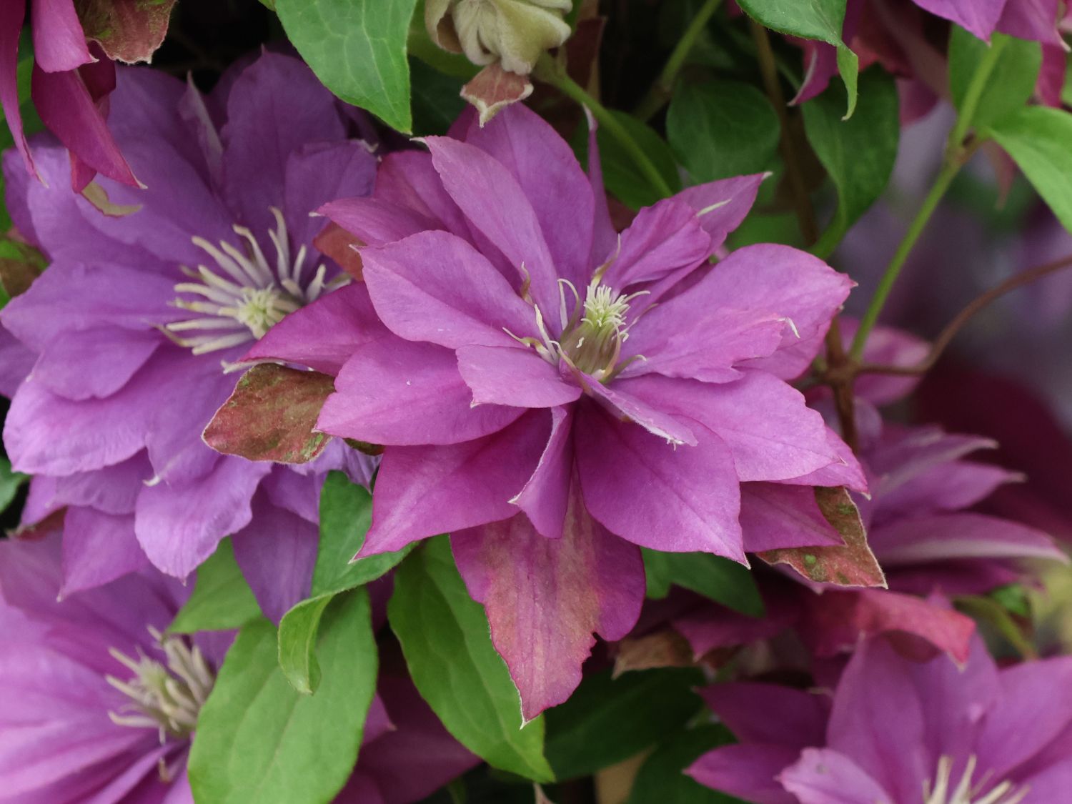 Waldrebe 'Rollercoaster' - Clematis 'Rollercoaster'