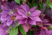 Waldrebe 'Rollercoaster' - Clematis 'Rollercoaster'