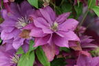 Waldrebe 'Rollercoaster' - Clematis 'Rollercoaster'