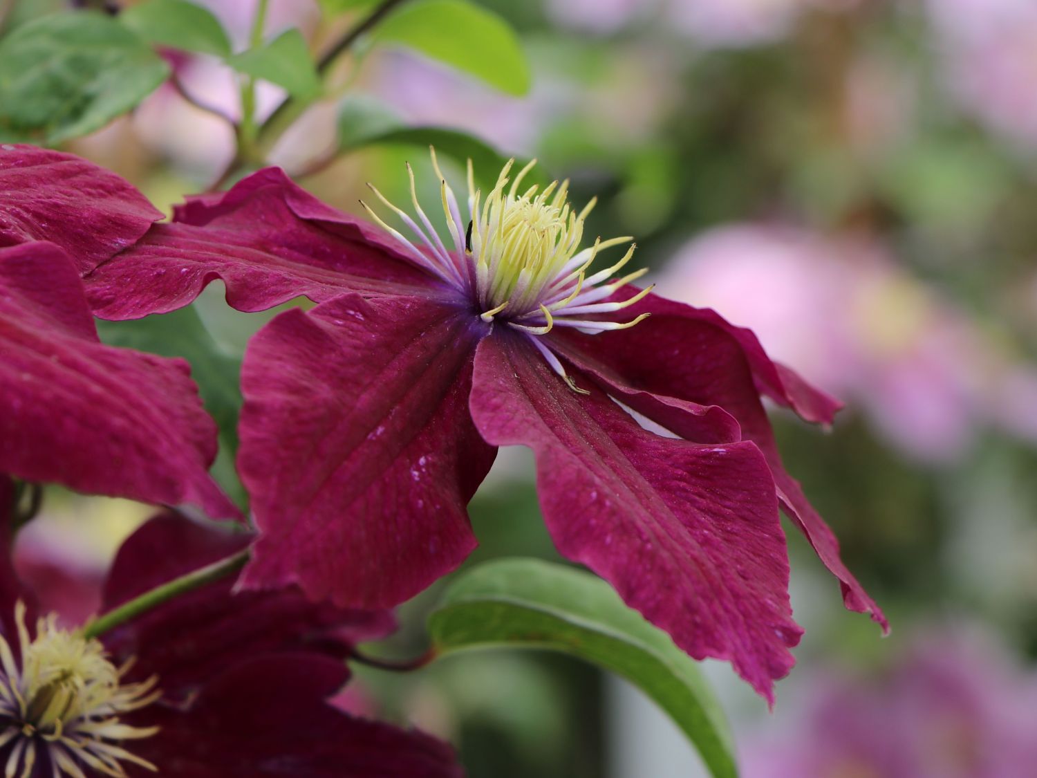 Waldrebe 'Rosemoor' - Clematis 'Rosemoor'