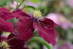 Waldrebe 'Rosemoor' - Clematis 'Rosemoor'