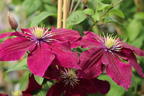 Waldrebe 'Rosemoor' - Clematis 'Rosemoor'