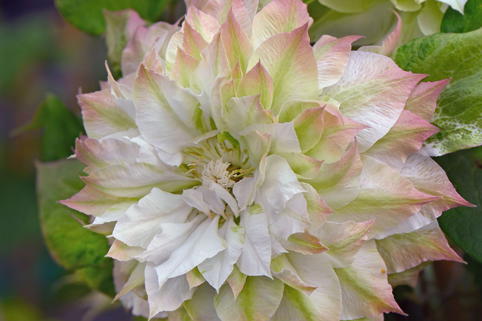 Waldrebe 'Sen-no-Kaze' - Clematis 'Sen-no-Kaze'