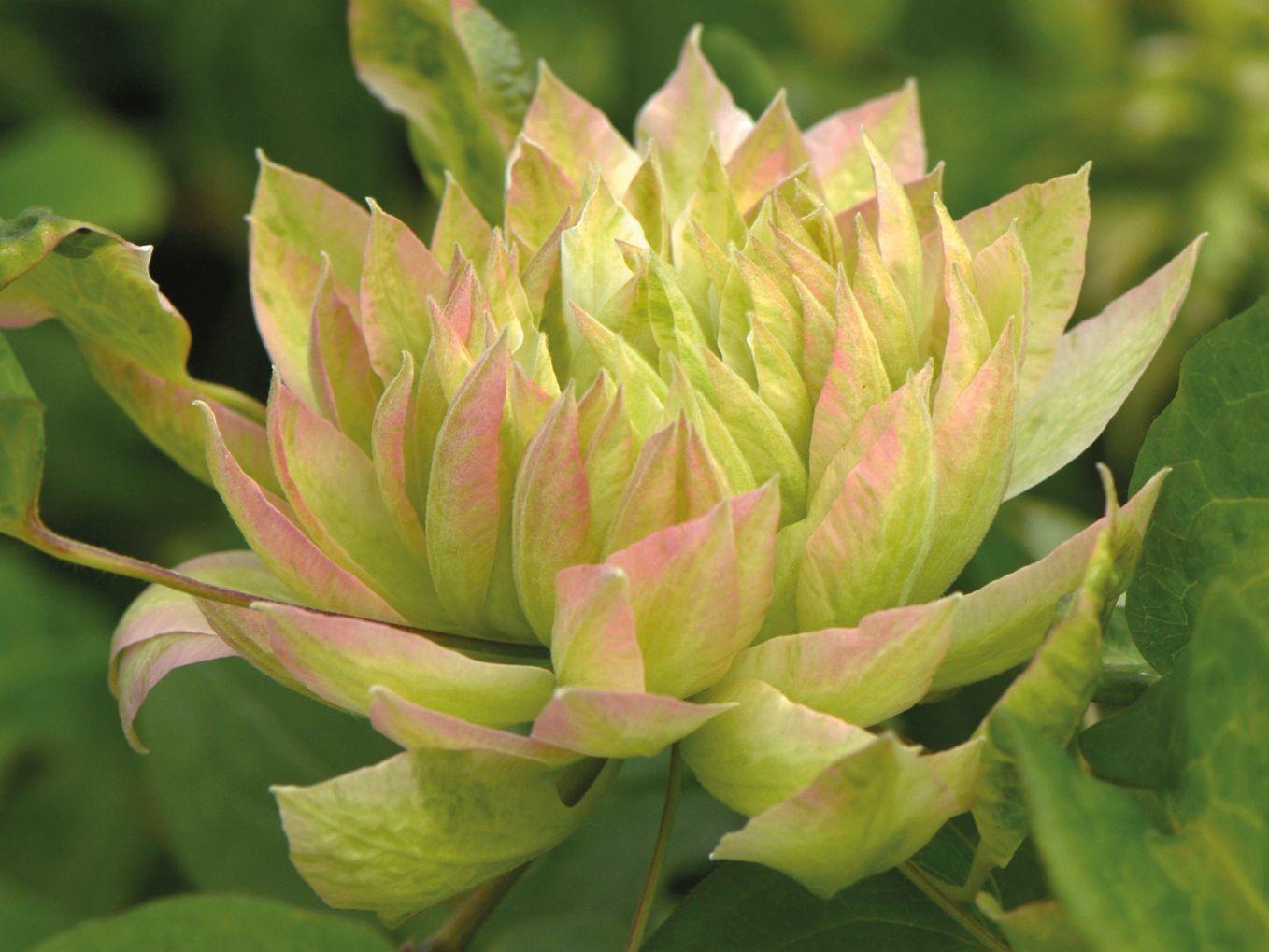 Waldrebe 'Sen-no-Kaze' - Clematis 'Sen-no-Kaze'