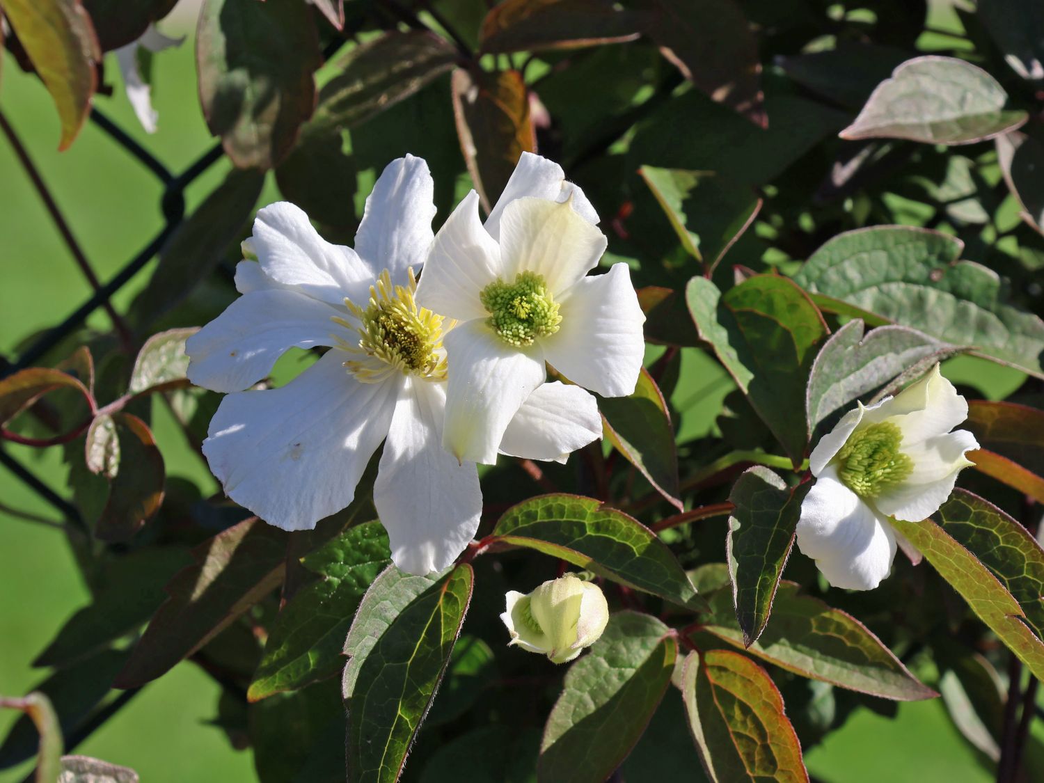 Waldrebe 'Shirayukihime'