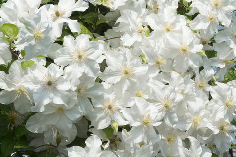 Waldrebe 'Snow Storm' - Clematis 'Snow Storm'