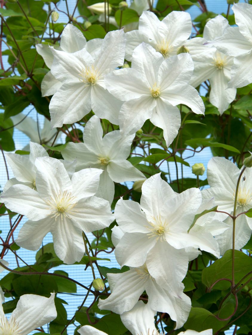 Waldrebe 'Snow Storm' - Clematis 'Snow Storm'